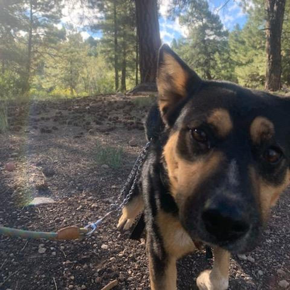 Gunner - Likes other dogs! Sweet, smart, and Playful Guy! Adopt for $25!, an adoptable Australian Cattle Dog / Blue Heeler in Flagstaff, AZ, 86004 | Photo Image 6