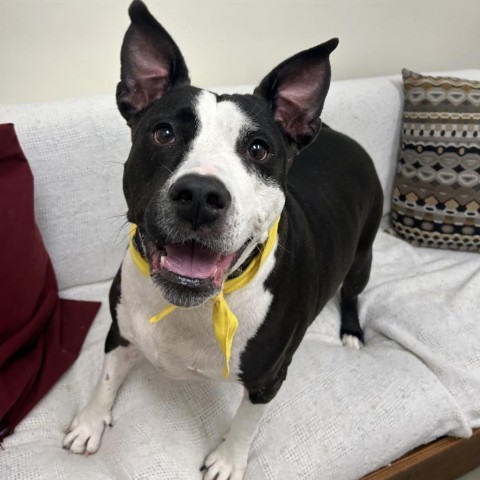 Ebony, an adoptable American Staffordshire Terrier in Thomaston, ME, 04861 | Photo Image 1