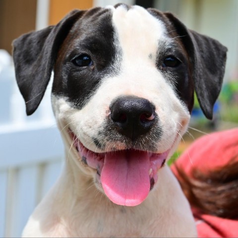 Rachel McAdams, an adoptable Hound, American Staffordshire Terrier in Kilauea, HI, 96754 | Photo Image 1