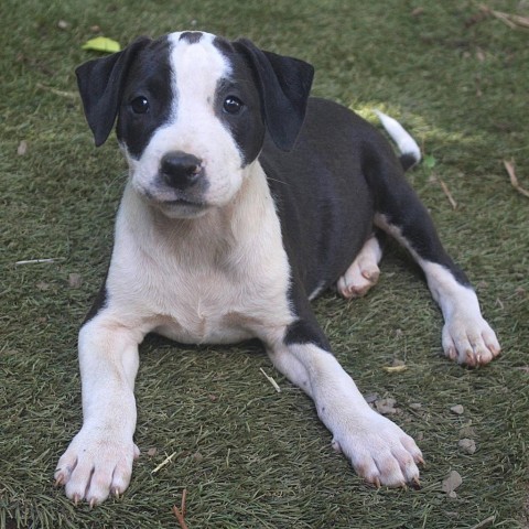 Rachel McAdams, an adoptable Hound, American Staffordshire Terrier in Kilauea, HI, 96754 | Photo Image 4