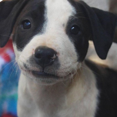 Rachel McAdams, an adoptable Hound, American Staffordshire Terrier in Kilauea, HI, 96754 | Photo Image 5