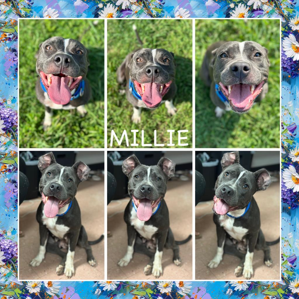 Millie