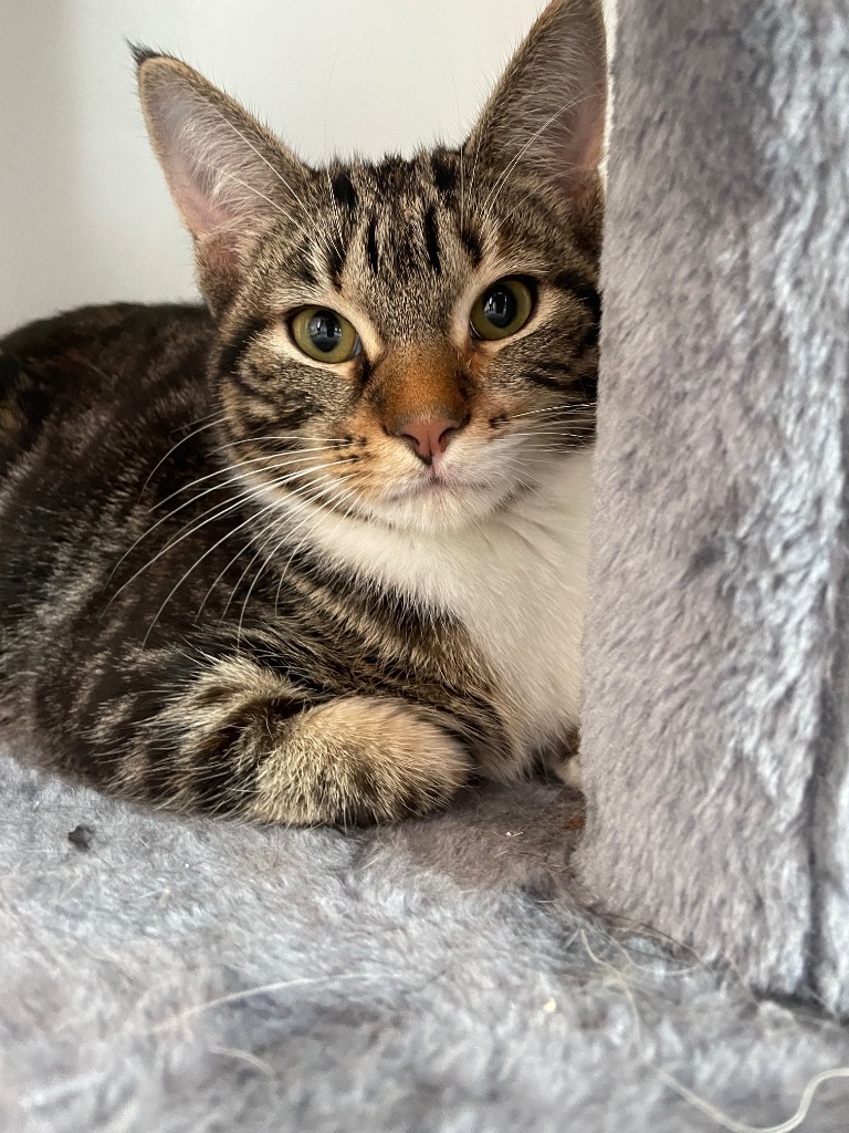 R5 Ryan, an adoptable Domestic Short Hair in Ashland, WI, 54806 | Photo Image 1