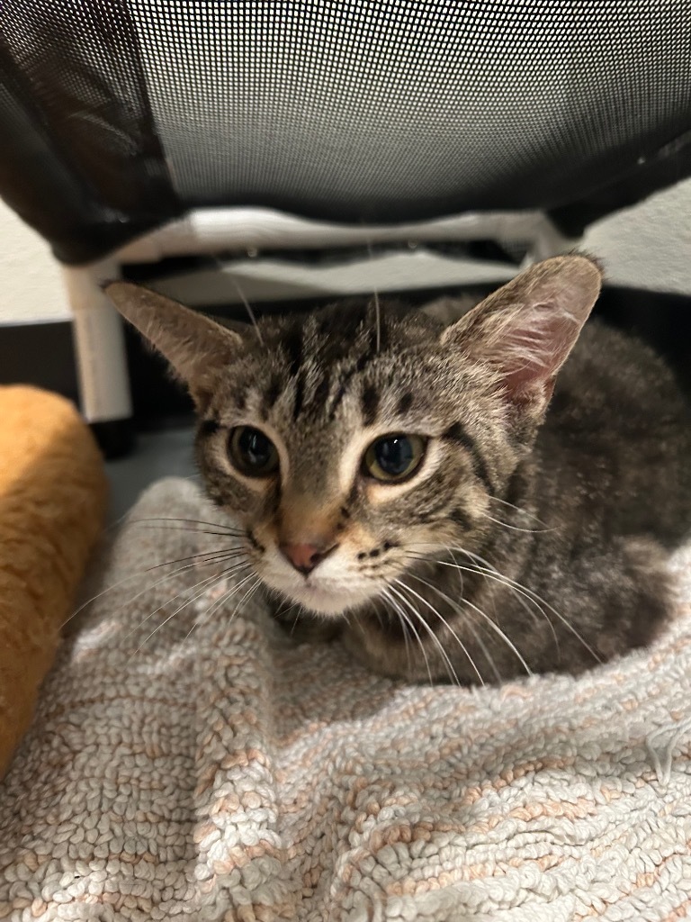 R4 Rena, an adoptable Domestic Short Hair in Ashland, WI, 54806 | Photo Image 1