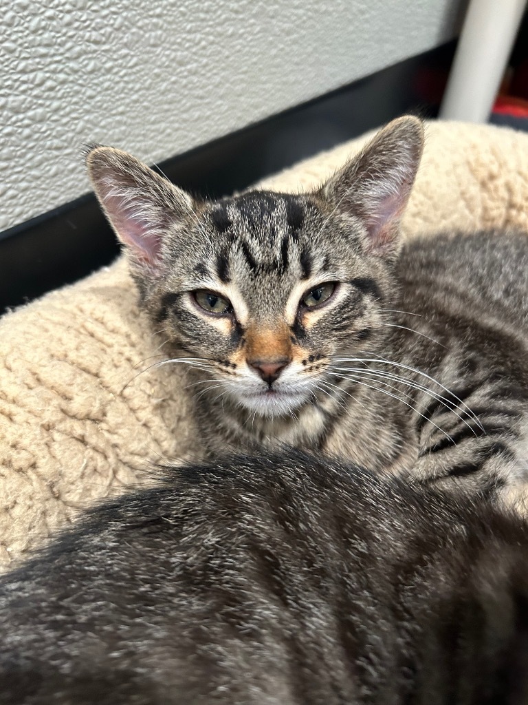 R2 Ringo, an adoptable Domestic Short Hair in Ashland, WI, 54806 | Photo Image 1