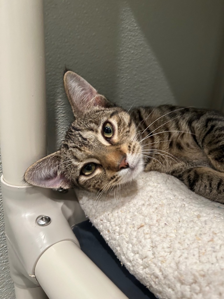 R6 Rose, an adoptable Domestic Short Hair in Ashland, WI, 54806 | Photo Image 1