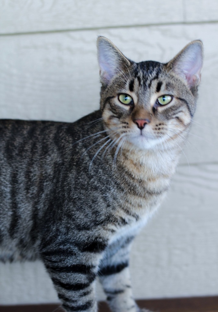 R6 Rosie, an adoptable Domestic Short Hair in Ashland, WI, 54806 | Photo Image 1