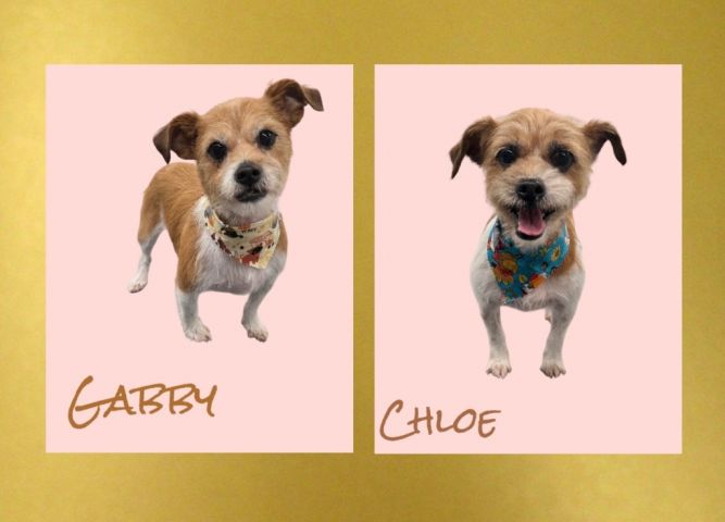 Gabby / Chloe