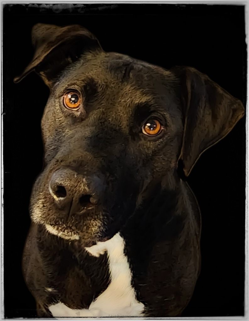 Bronson, an adoptable Black Labrador Retriever in Gold Beach, OR, 97444 | Photo Image 1