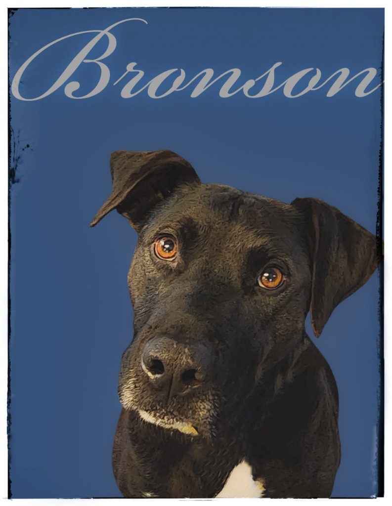 Bronson, an adoptable Black Labrador Retriever in Gold Beach, OR, 97444 | Photo Image 1