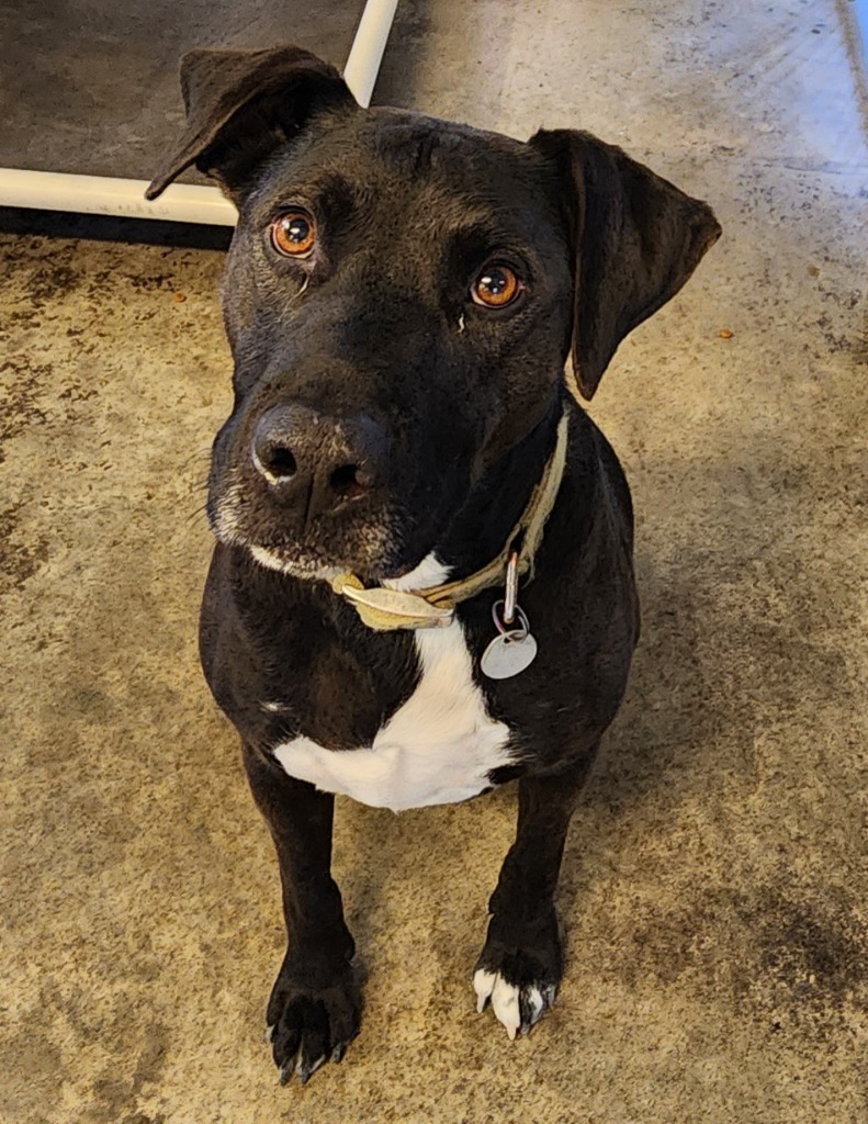 Bronson, an adoptable Black Labrador Retriever in Gold Beach, OR, 97444 | Photo Image 2