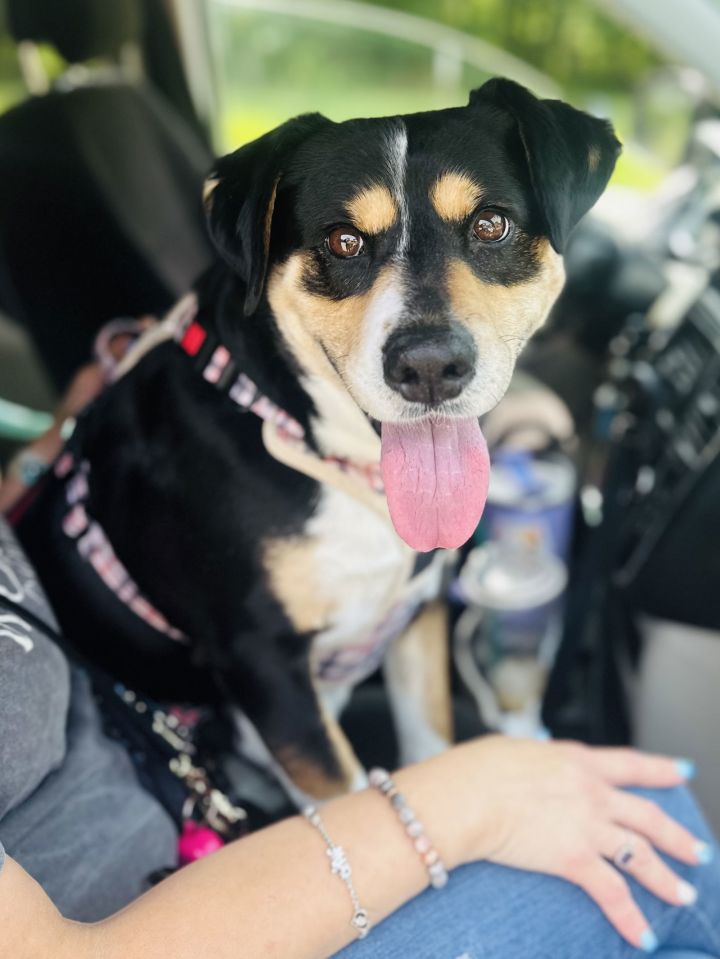 Violet (In Foster) 1