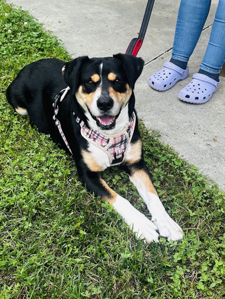 Violet (In Foster) 2