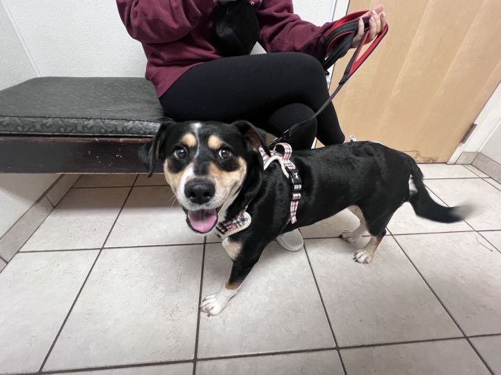 Violet (In Foster) 3