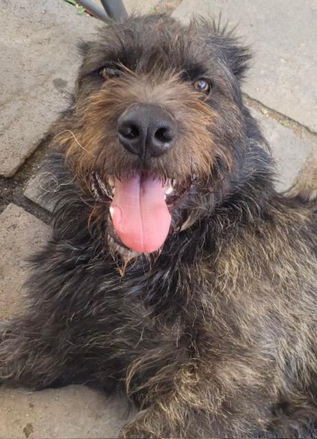 Smokey - Rare Berger Picard Dog - So Ca