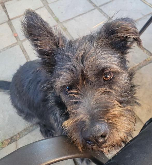 Smokey - Rare Berger Picard Dog - So Ca