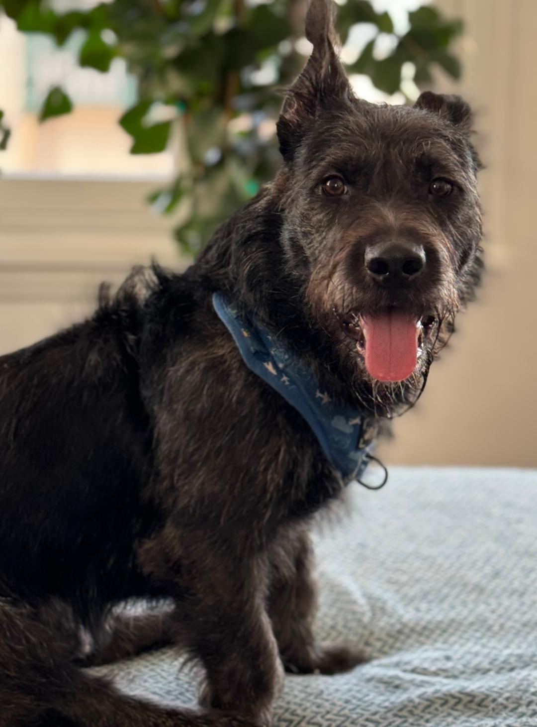 Smokey - Rare Berger Picard Dog - So Ca