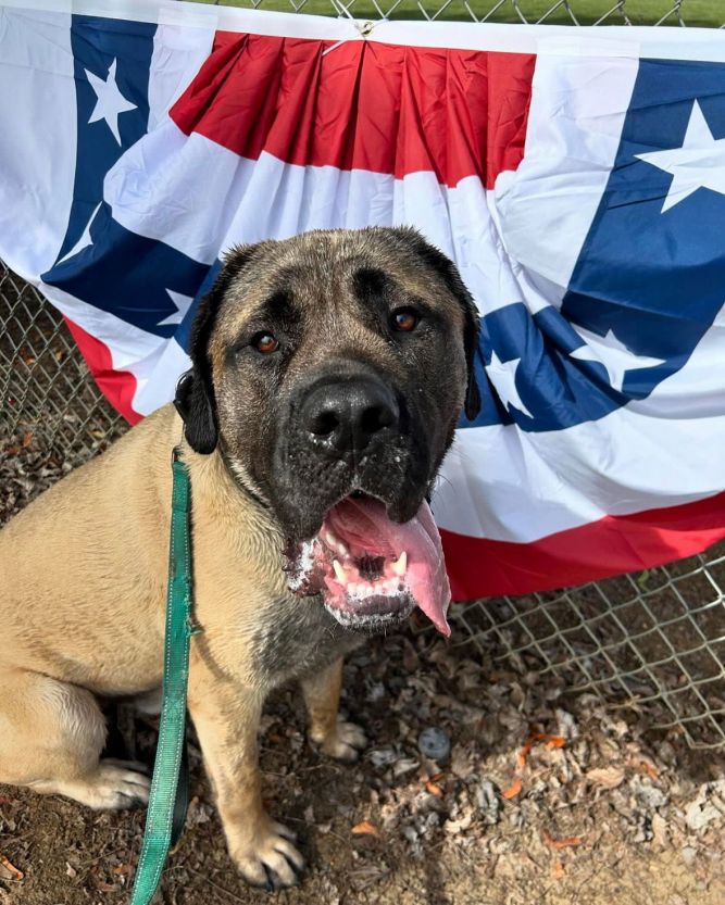 Dog for adoption - Capone, a Mastiff & Cane Corso Mix in McMinnville ...