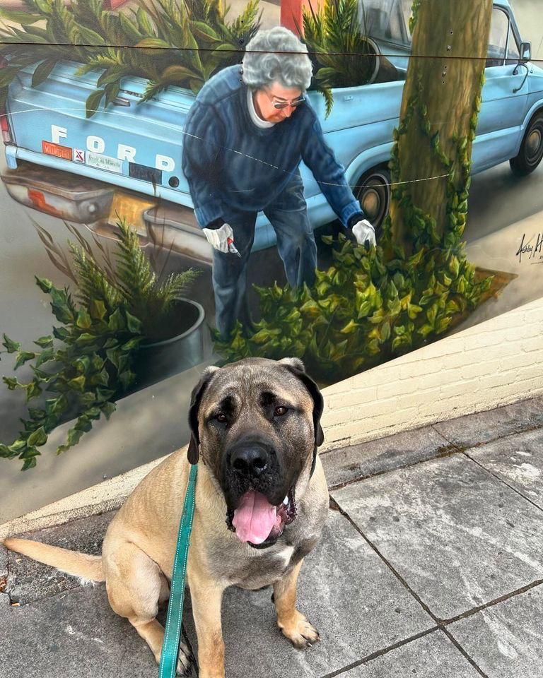 Capone, an adoptable Mastiff, Cane Corso in McMinnville, OR, 97128 | Photo Image 2