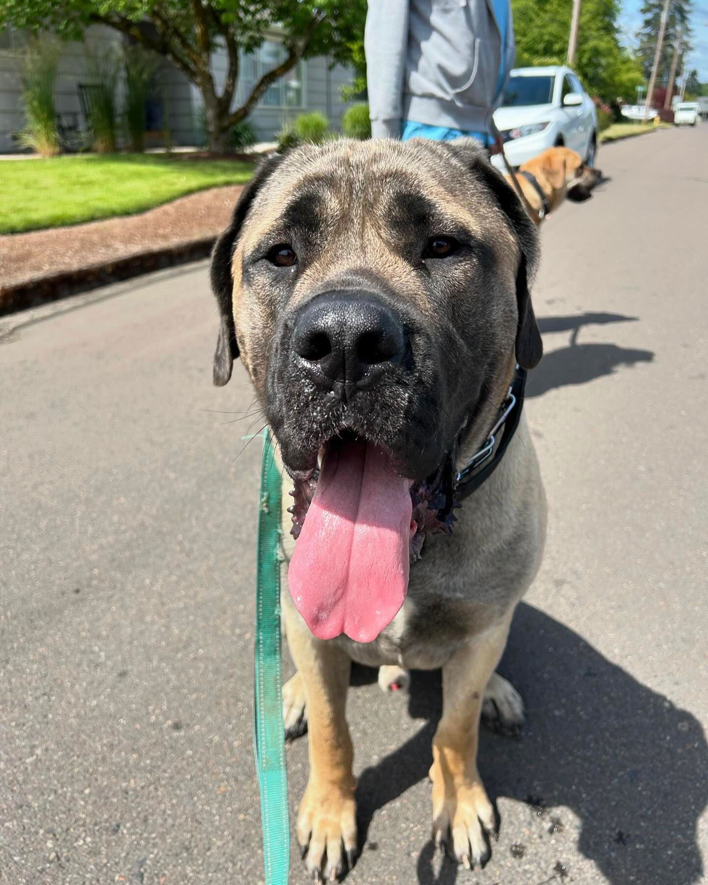 Capone, an adoptable Mastiff, Cane Corso in McMinnville, OR, 97128 | Photo Image 3