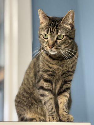 Gertie, Adult Female Tabby