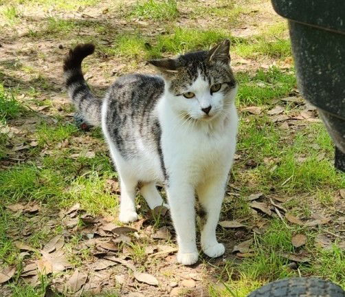 Rambler, an adoptable Domestic Short Hair, Tabby in Magnolia Springs, AL, 36555 | Photo Image 2