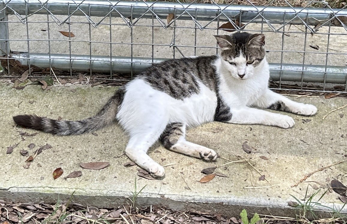 Rambler, an adoptable Domestic Short Hair, Tabby in Magnolia Springs, AL, 36555 | Photo Image 3