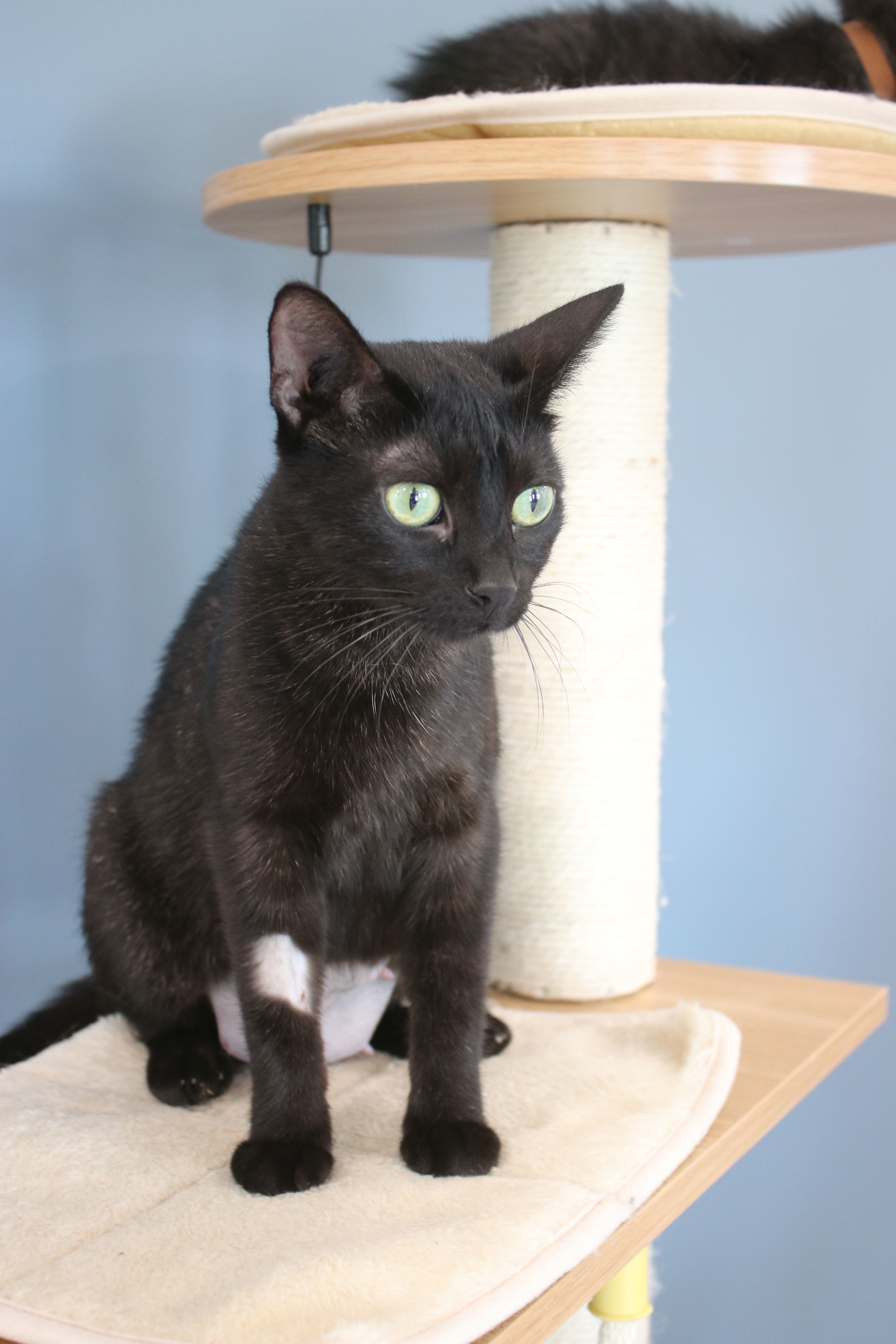 Kitt, an adoptable Domestic Short Hair in Steinbach, MB, R5G 2B2 | Photo Image 1