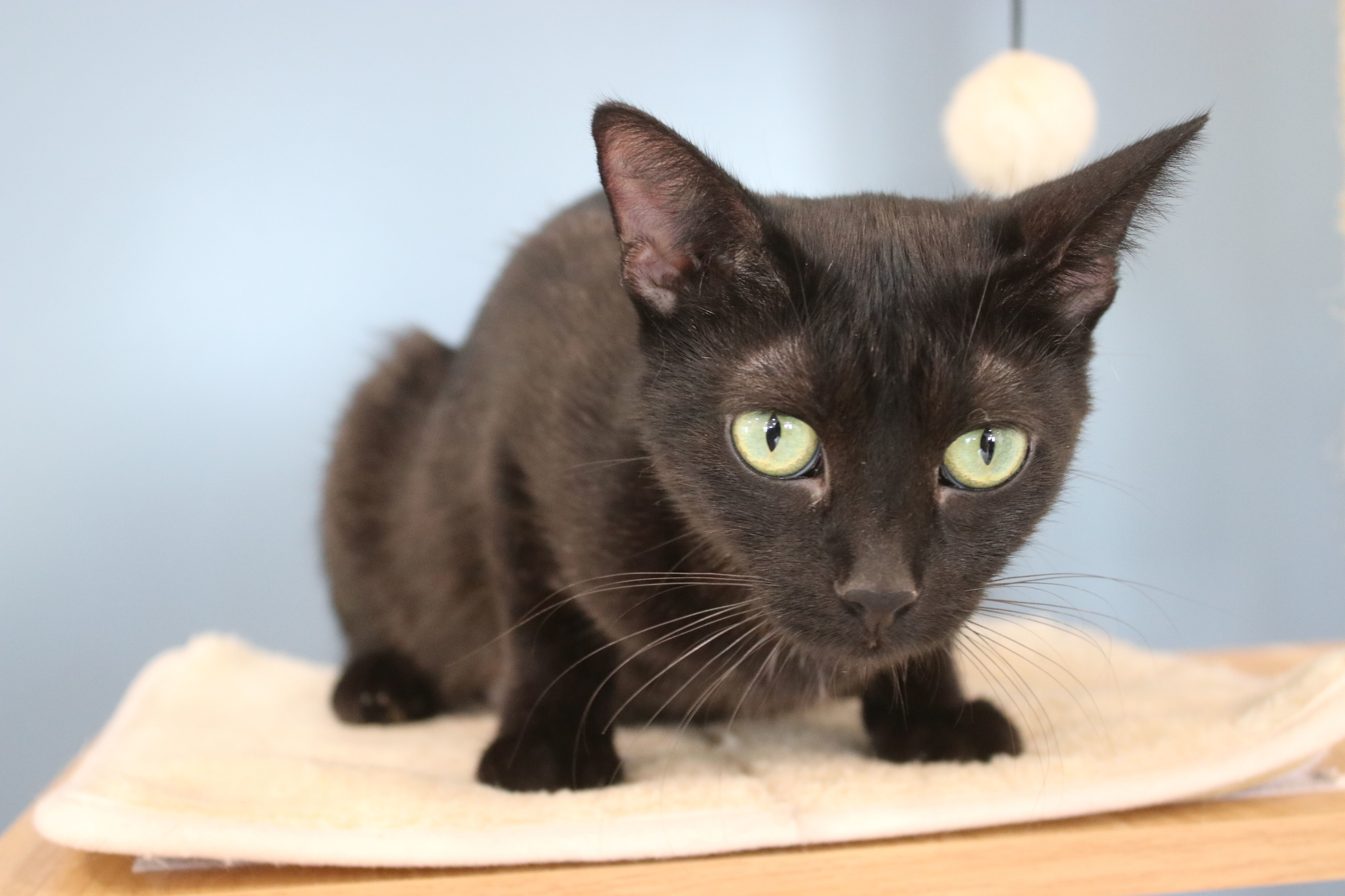 Kitt, an adoptable Domestic Short Hair in Steinbach, MB, R5G 2B2 | Photo Image 3