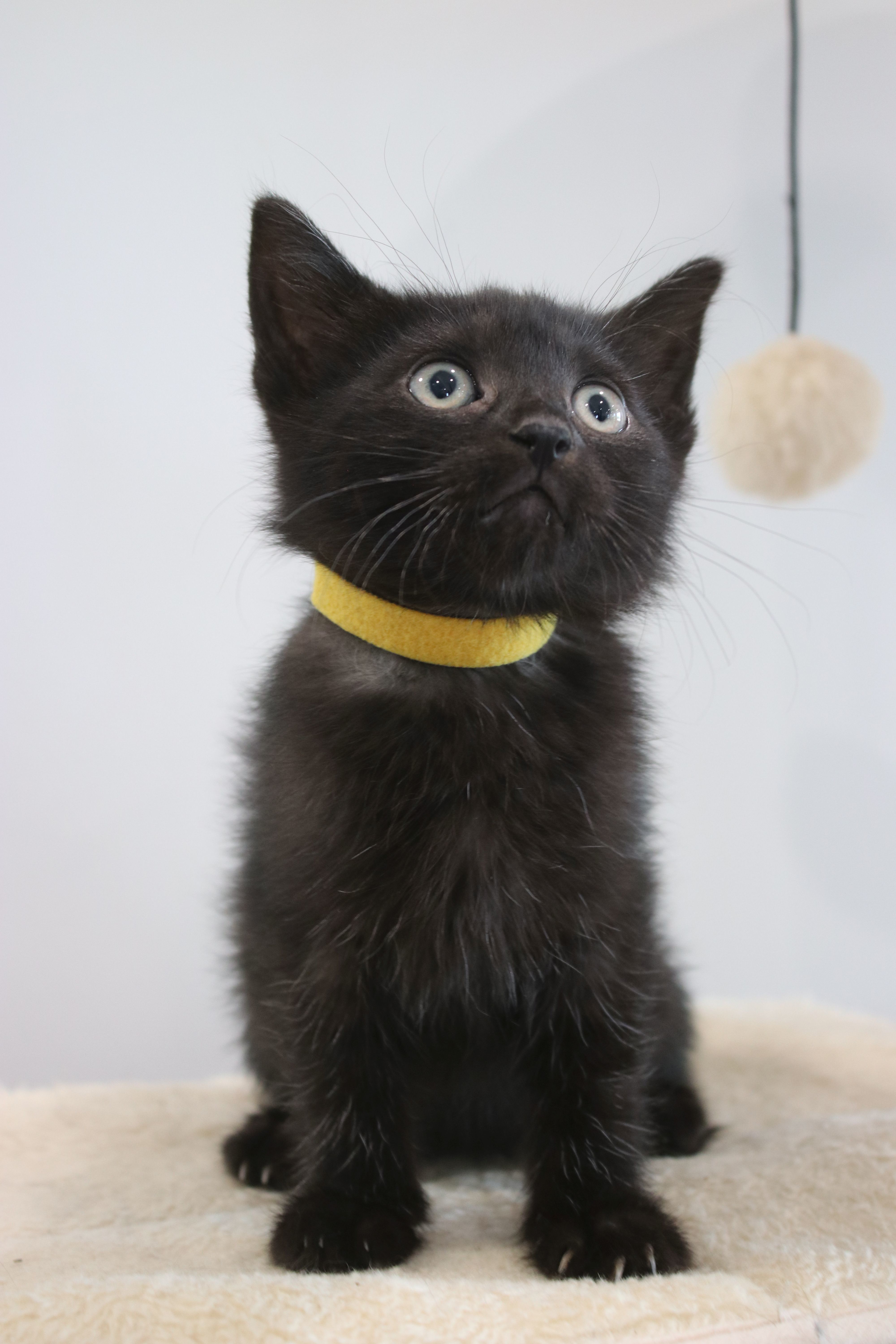 Bonnie, an adoptable Domestic Short Hair in Steinbach, MB, R5G 2B2 | Photo Image 1