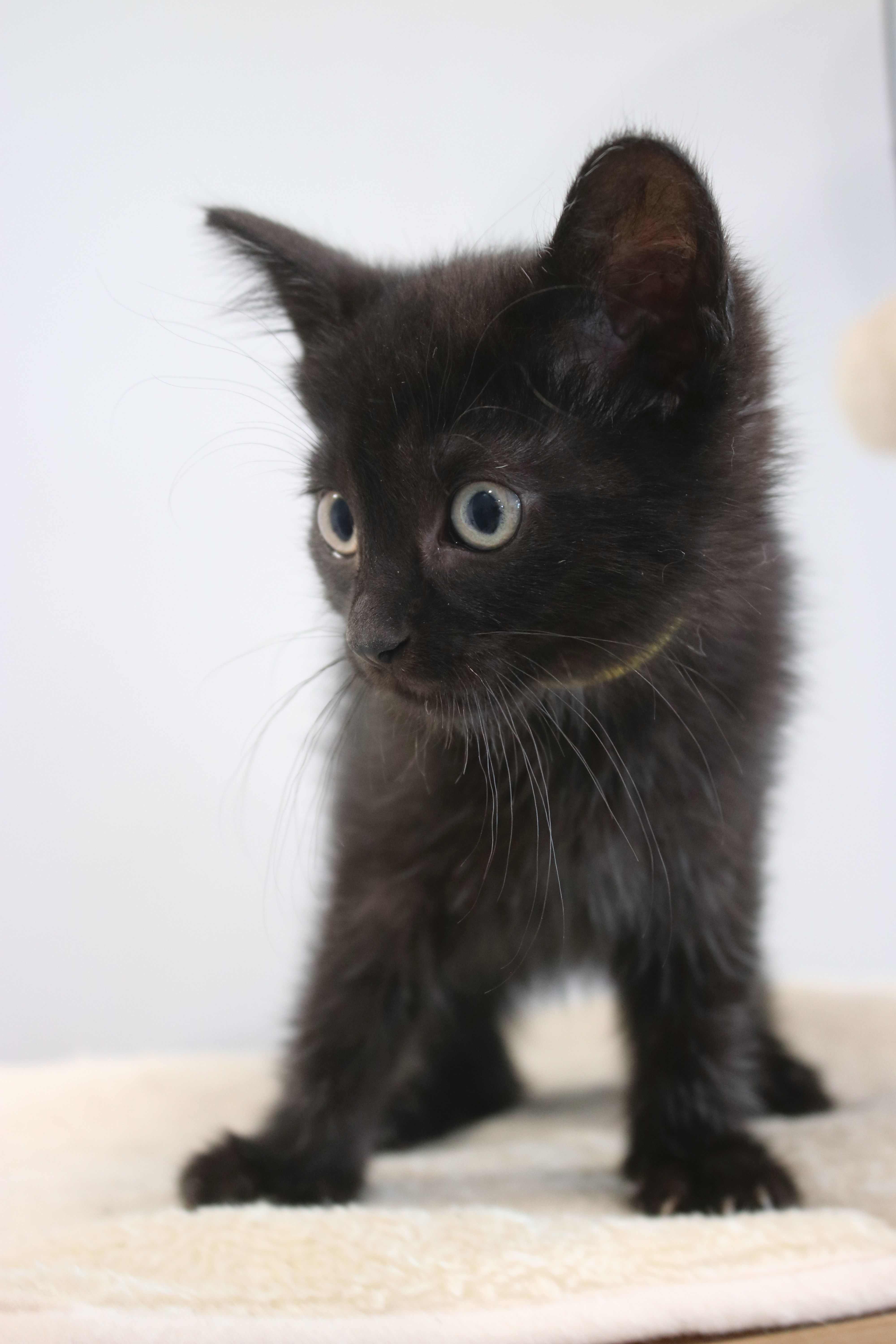 Bonnie, an adoptable Domestic Short Hair in Steinbach, MB, R5G 2B2 | Photo Image 2