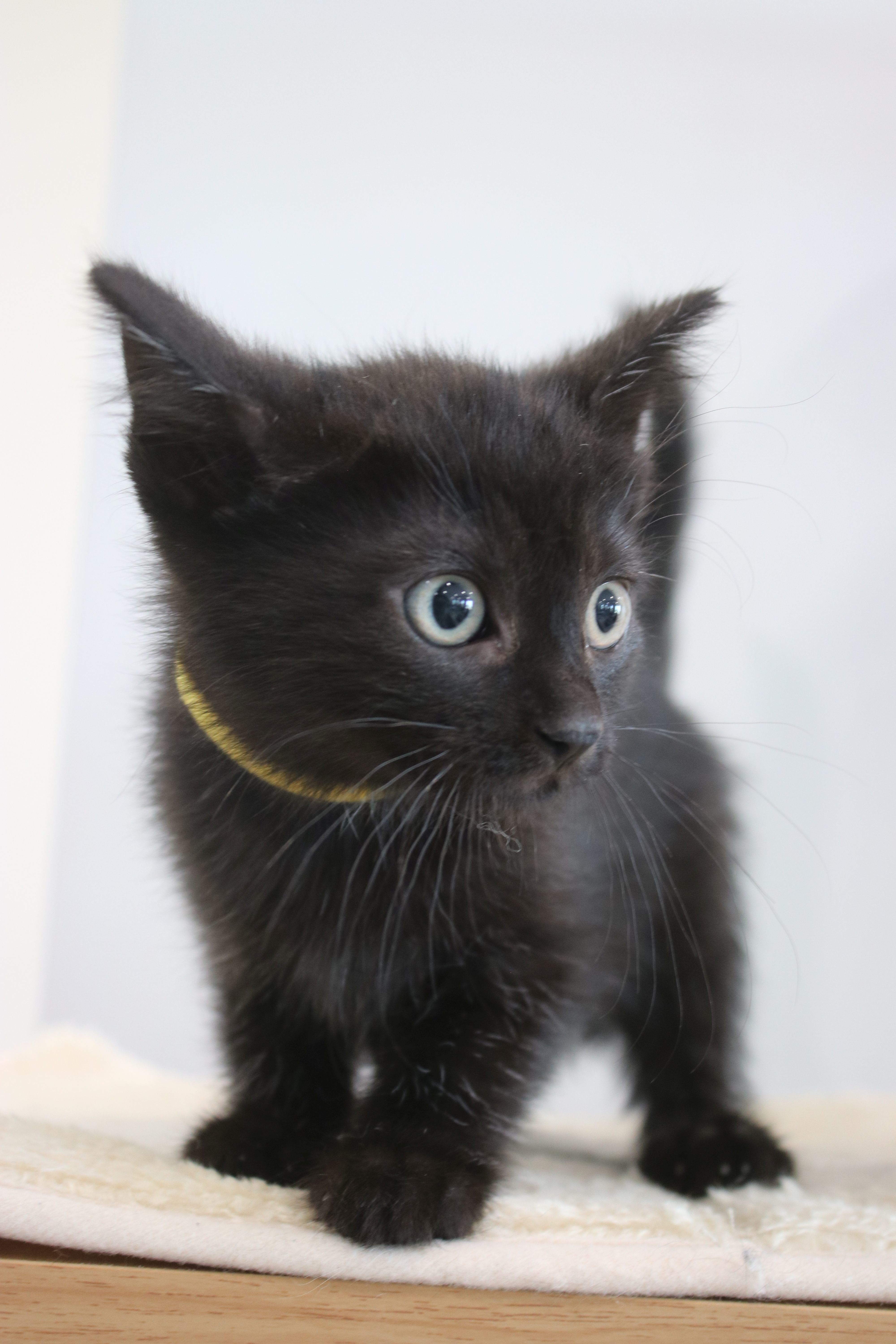 Bonnie, an adoptable Domestic Short Hair in Steinbach, MB, R5G 2B2 | Photo Image 3