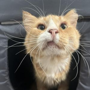 Willie, Senior Male Domestic Long Hair