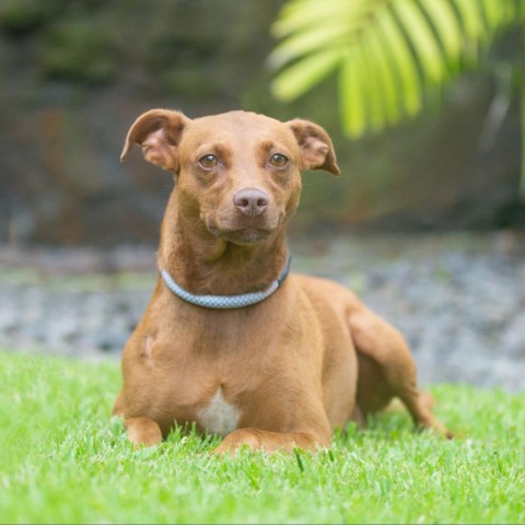 Scarlett, an adoptable Mixed Breed in Kailua Kona, HI, 96740 | Photo Image 1