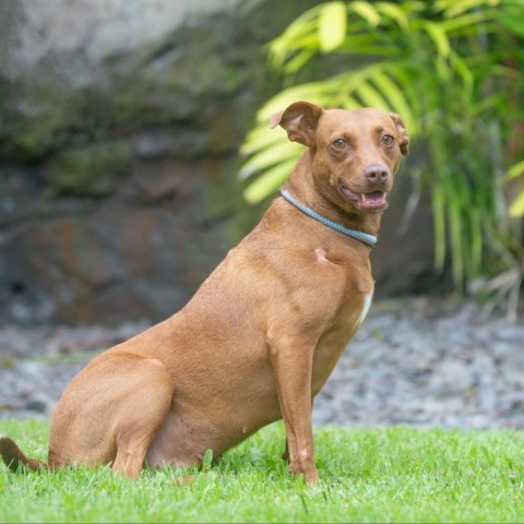 Scarlett, an adoptable Mixed Breed in Kailua Kona, HI, 96740 | Photo Image 3