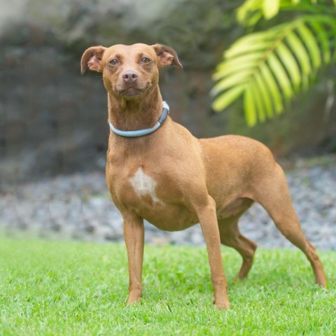 Scarlett, an adoptable Mixed Breed in Kailua Kona, HI, 96740 | Photo Image 4