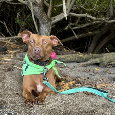 Scarlett, an adoptable Mixed Breed in Kailua Kona, HI, 96740 | Photo Image 5