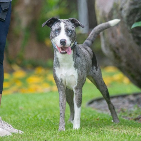 Floki, an adoptable Mixed Breed in Kailua Kona, HI, 96740 | Photo Image 1