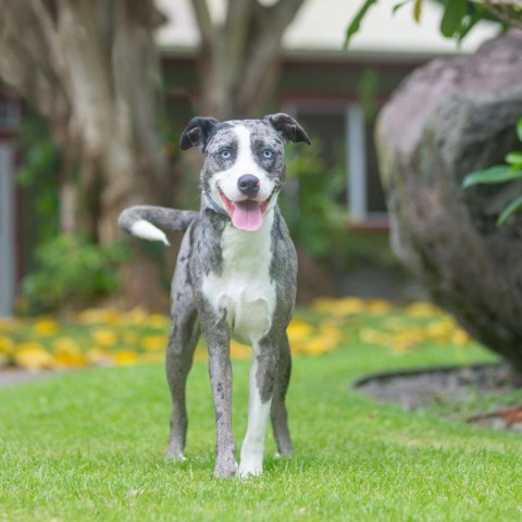 Floki, an adoptable Mixed Breed in Kailua Kona, HI, 96740 | Photo Image 2