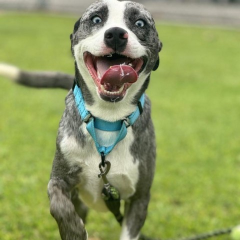 Floki, an adoptable Mixed Breed in Kailua Kona, HI, 96740 | Photo Image 3