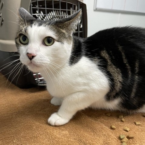 Lelo, an adoptable Domestic Short Hair in Mount Shasta, CA, 96067 | Photo Image 1