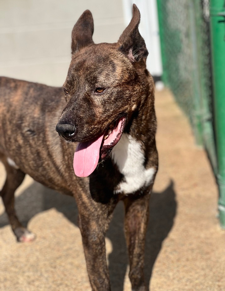 Thor (21D-0967), an adoptable Bullmastiff, Shepherd in Corinth, MS, 38834 | Photo Image 1