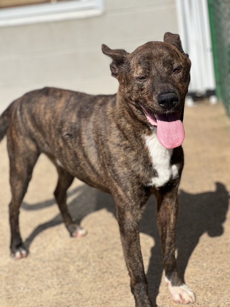 Thor (21D-0967), an adoptable Bullmastiff, Shepherd in Corinth, MS, 38834 | Photo Image 2