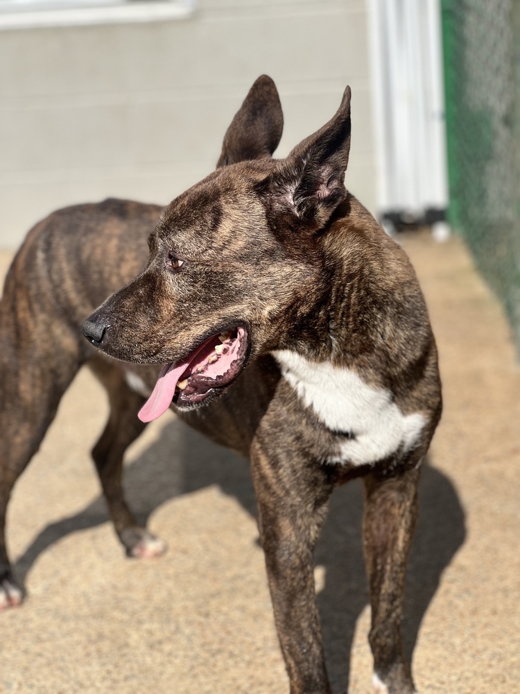 Thor (21D-0967), an adoptable Bullmastiff, Shepherd in Corinth, MS, 38834 | Photo Image 3