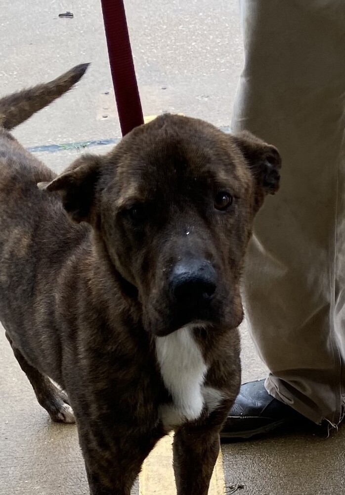 Thor (21D-0967), an adoptable Bullmastiff, Shepherd in Corinth, MS, 38834 | Photo Image 4