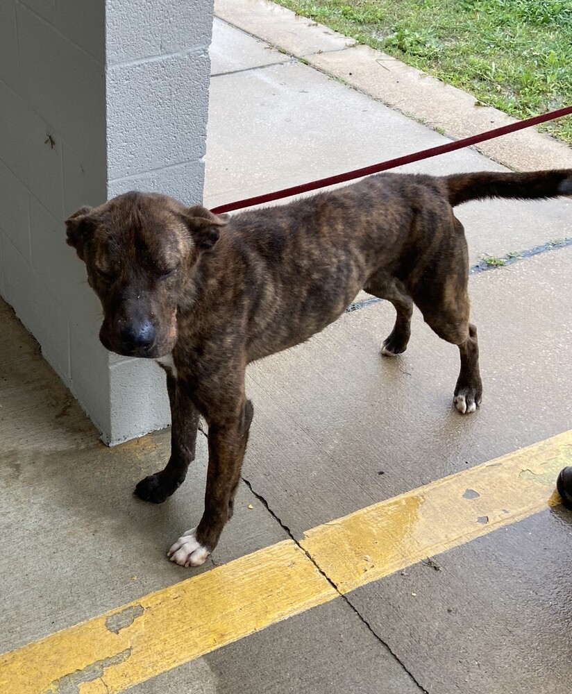 Thor (21D-0967), an adoptable Bullmastiff, Shepherd in Corinth, MS, 38834 | Photo Image 5