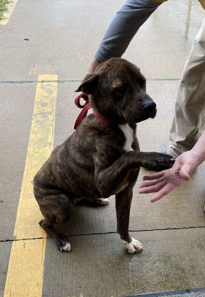 Thor (21D-0967), an adoptable Bullmastiff, Shepherd in Corinth, MS, 38834 | Photo Image 6