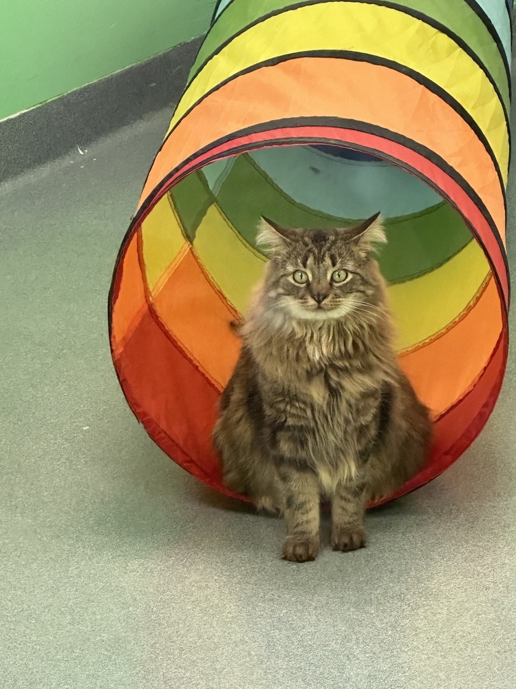 Shikamaru, an adoptable Domestic Short Hair in Trenton, ME, 04605 | Photo Image 1