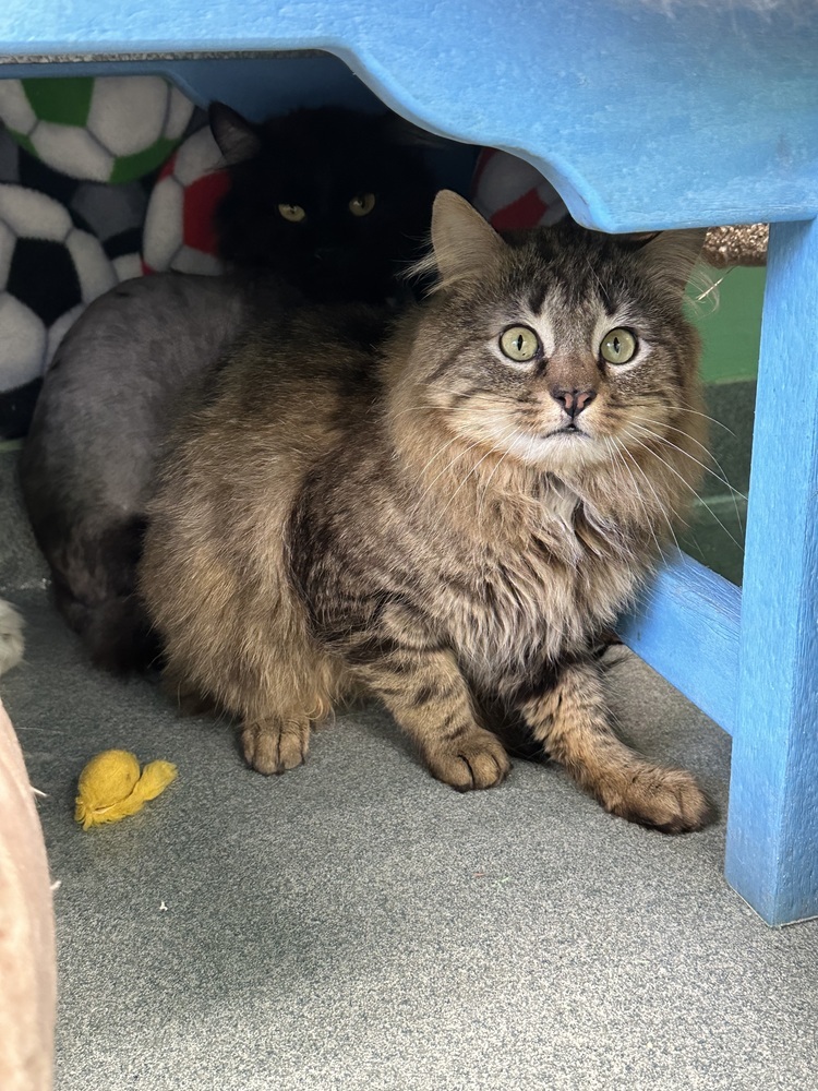 Shikamaru, an adoptable Domestic Short Hair in Trenton, ME, 04605 | Photo Image 2