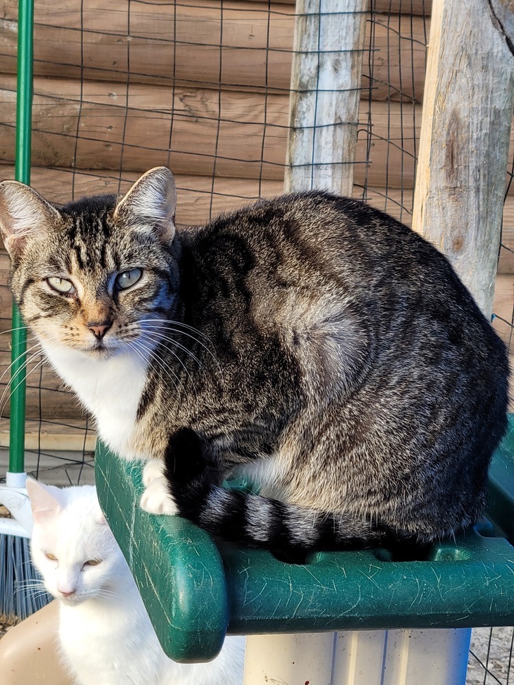 Nala, an adoptable Domestic Short Hair in Troy, AL, 36081 | Photo Image 1